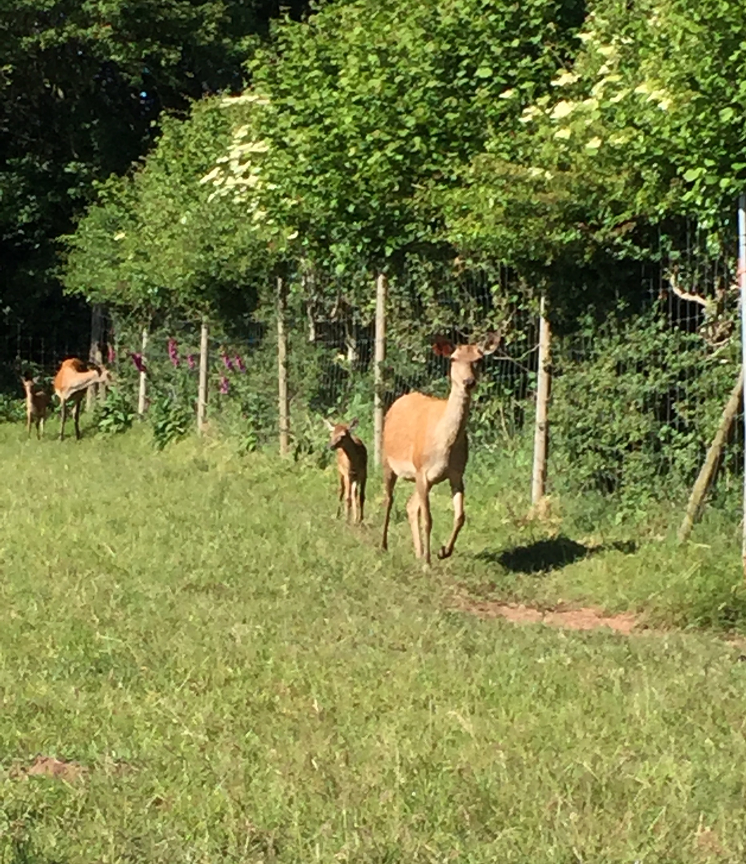 Baby deer 